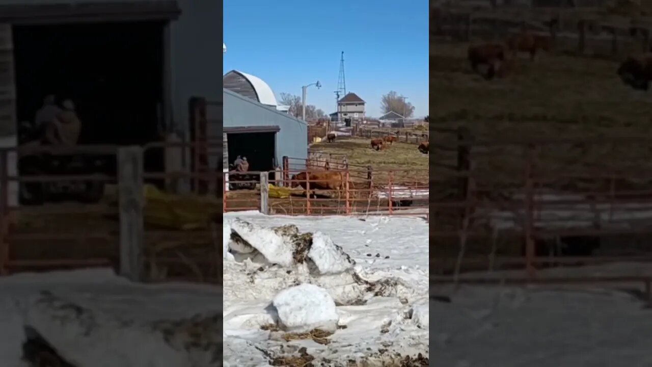 Calving time on the ranch of G&T701 team member Clay. #shorts