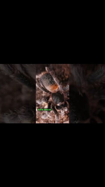 Tarantula HAIRS are a Defense Mechanism! 🕷