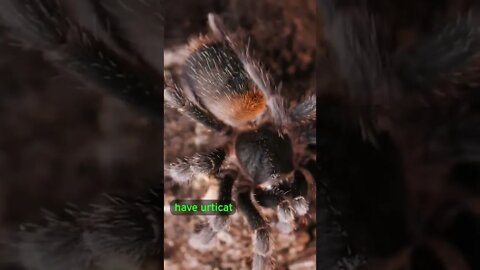 Tarantula HAIRS are a Defense Mechanism! 🕷