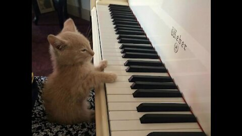 Funny Cat Playing The Piano