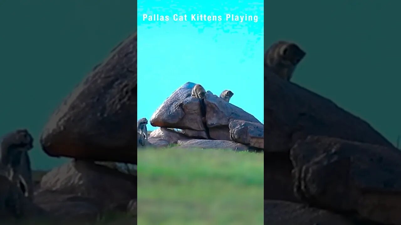 Jamie and Victor watch Pallas cats playing on the rocks in Mongolia-part 1