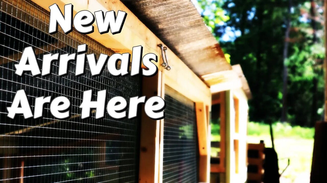 New Arrivals For Thumper Dome | DIY | Shed To Cabin