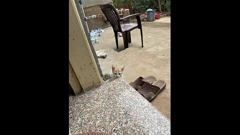 #cutecats #funnycats #cute