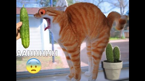 Funny Cats 😹 And Dogs 🐶 Videos of the Week !