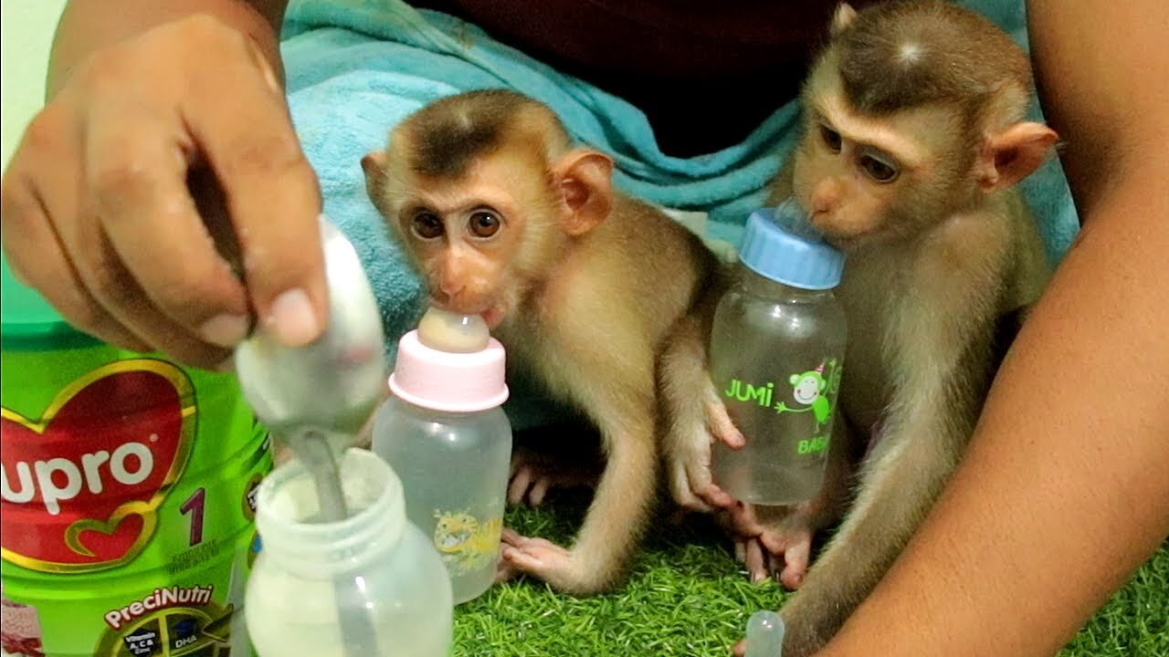 Very Intelligent Baby Patiently Sit Waiting Dad Milk