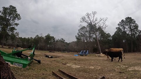 Didn’t cut the tree far enough. Timelapse.