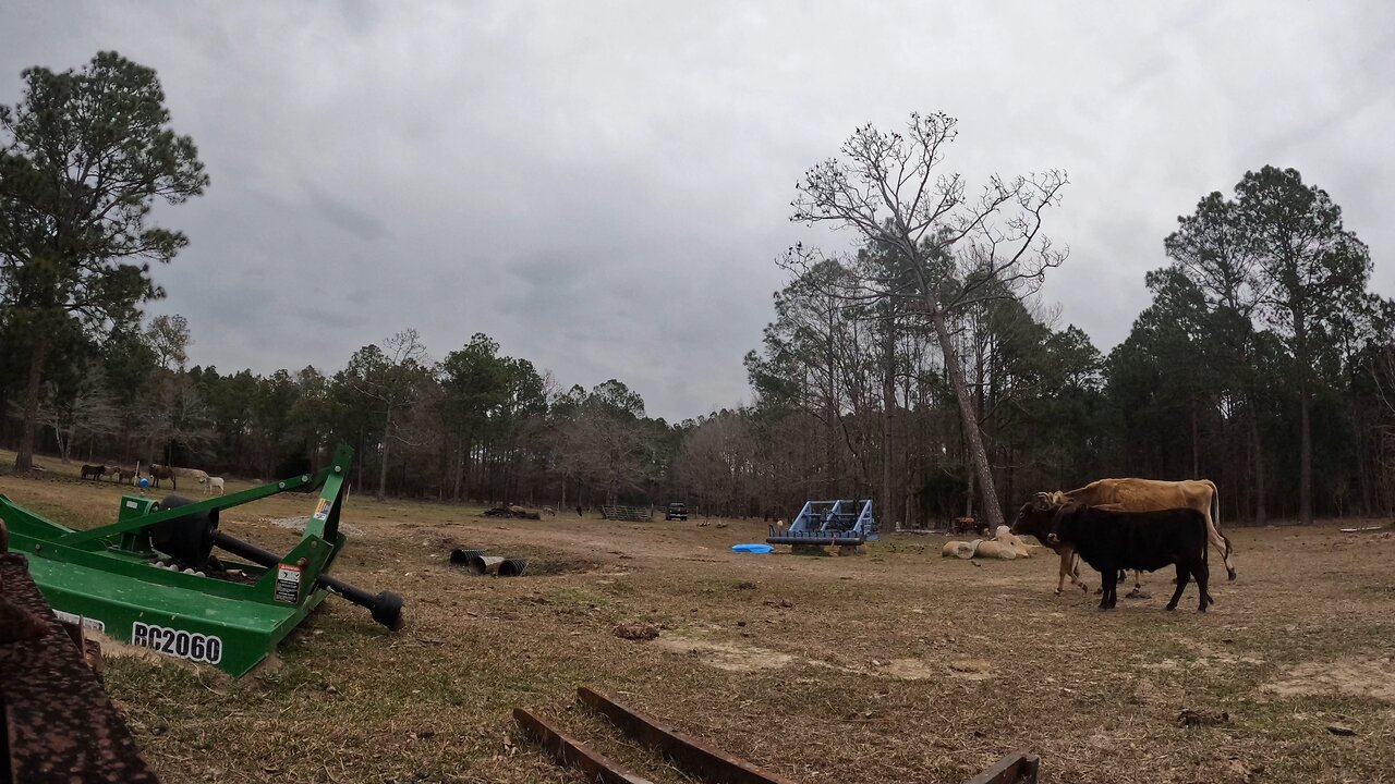 Didn’t cut the tree far enough. Timelapse.