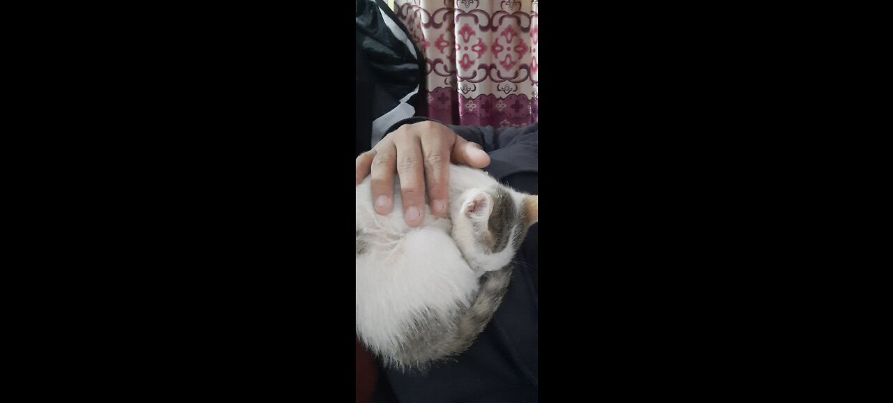 When I Came Home My Cat Always Waiting