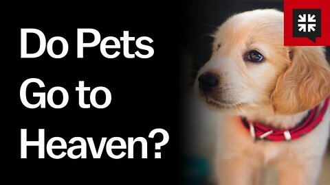 Are there pets in heaven ?