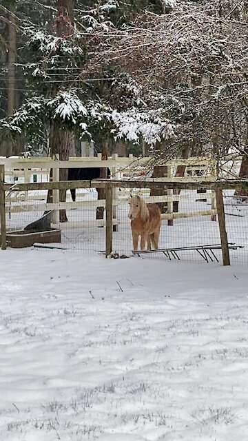 Snowfall in Washington state...
