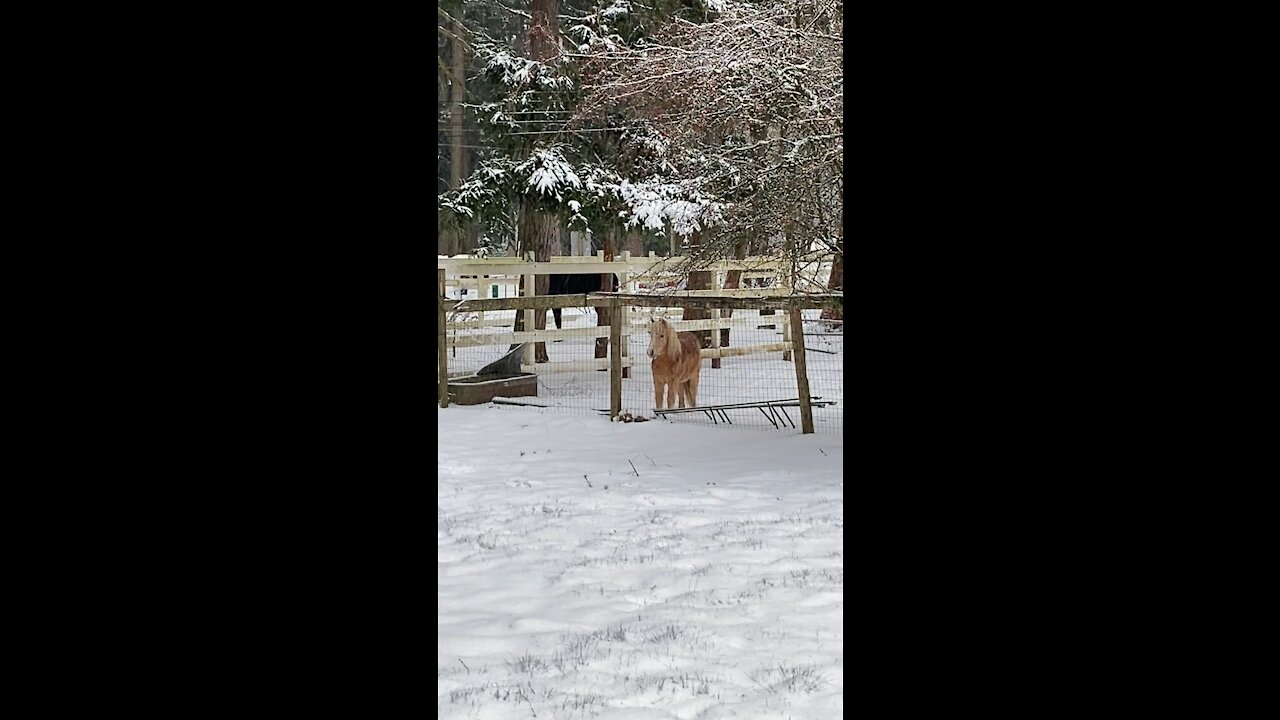 Snowfall in Washington state...