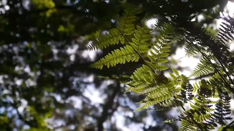 leaf fly wind view