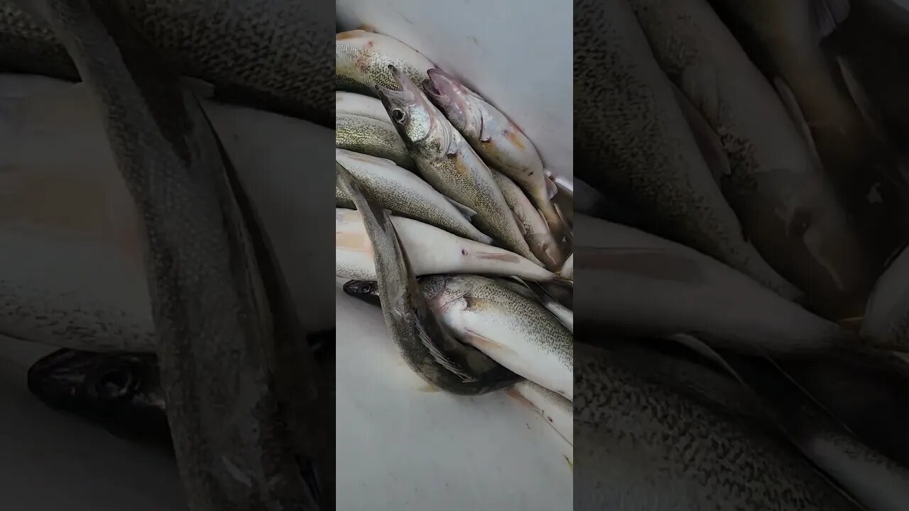 06-26-2023 lots of short fish! still managed their 6 man limit! #lakeerie #fishing #walleye #erie