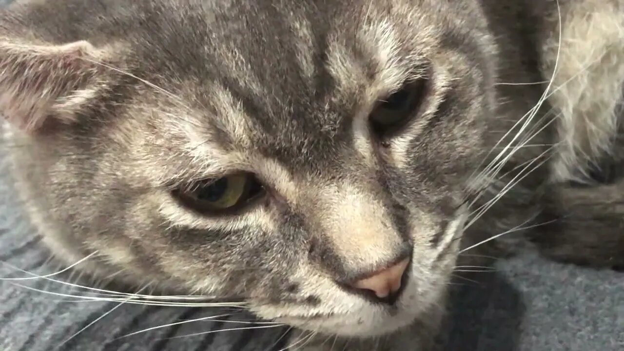 Best cats ❤️