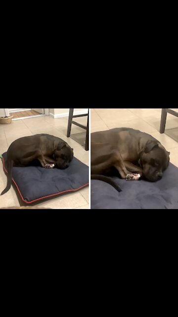 American Bully has intense dream and it's totally adorable