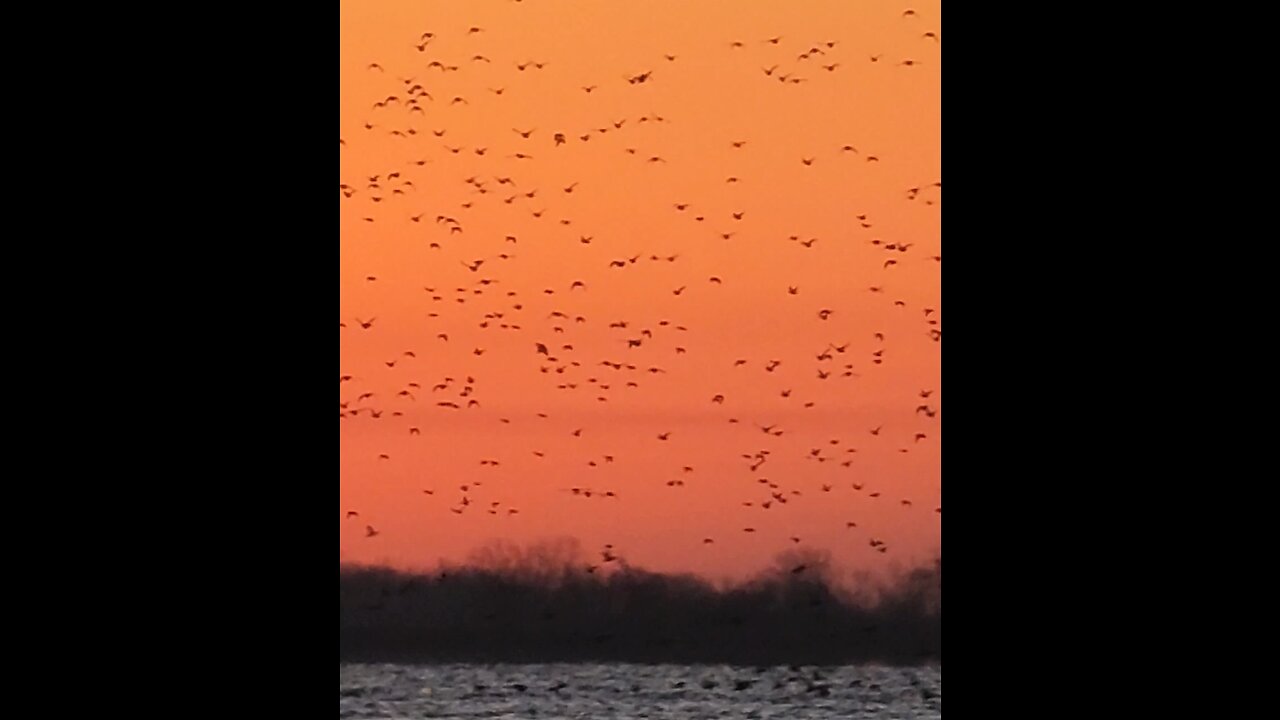 It's that time again! 2023 waterfowl season has begun!