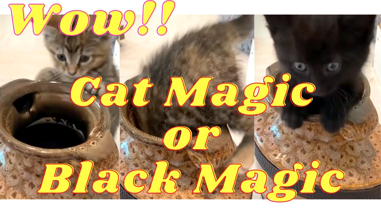 This kitty knows Black Magic !!!..... Wow!!