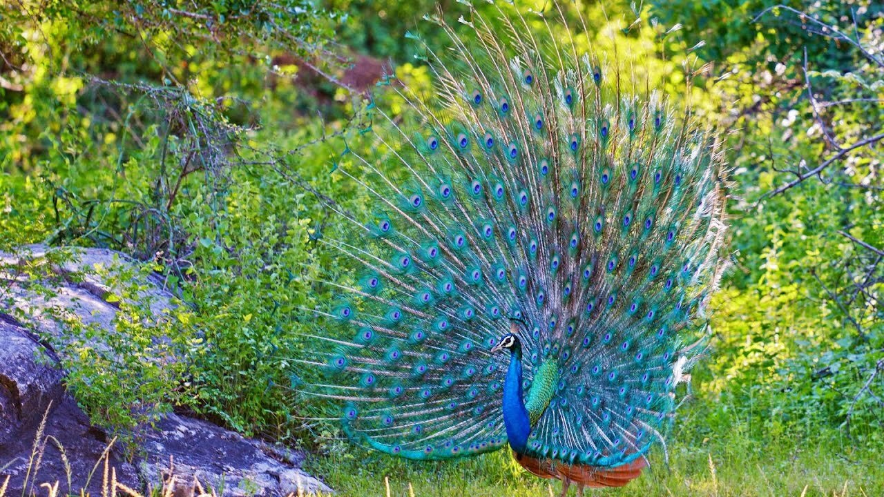 Peacock Dance Peacocks Opening Feathers HD