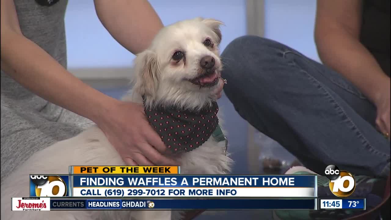 Pet of the Week: Waffles
