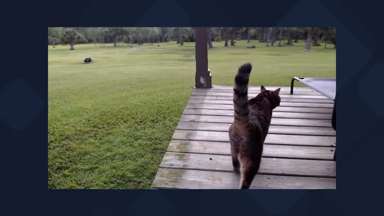 The not-so barn cat