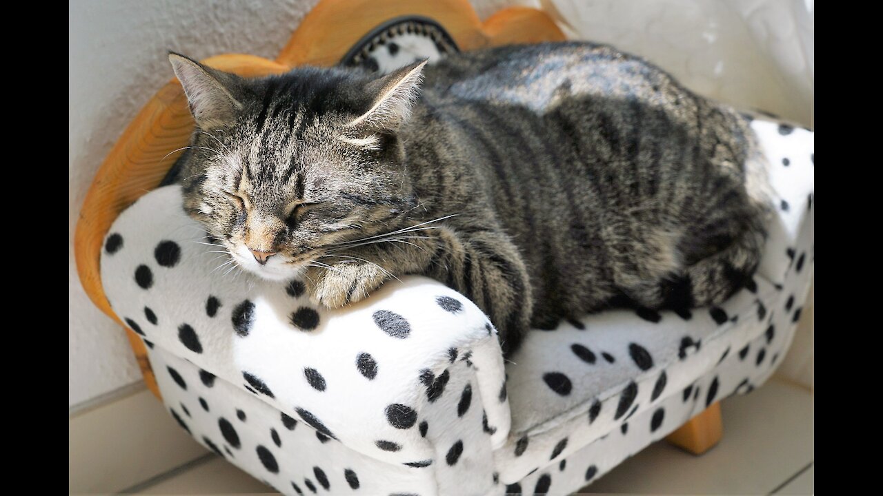 Funny cat 2021 video clips