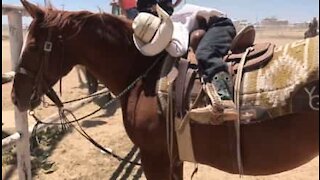 Pequeno cowboy dorme em cima de cavalo durante competição