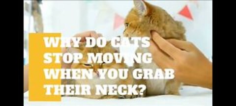 Why Do Cats Stop Moving When You Grab Their Neck?