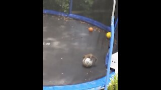 MUST WATCH**SQUIRREL PLAYS FOOTBALL ON TRAMPOLINE!!!