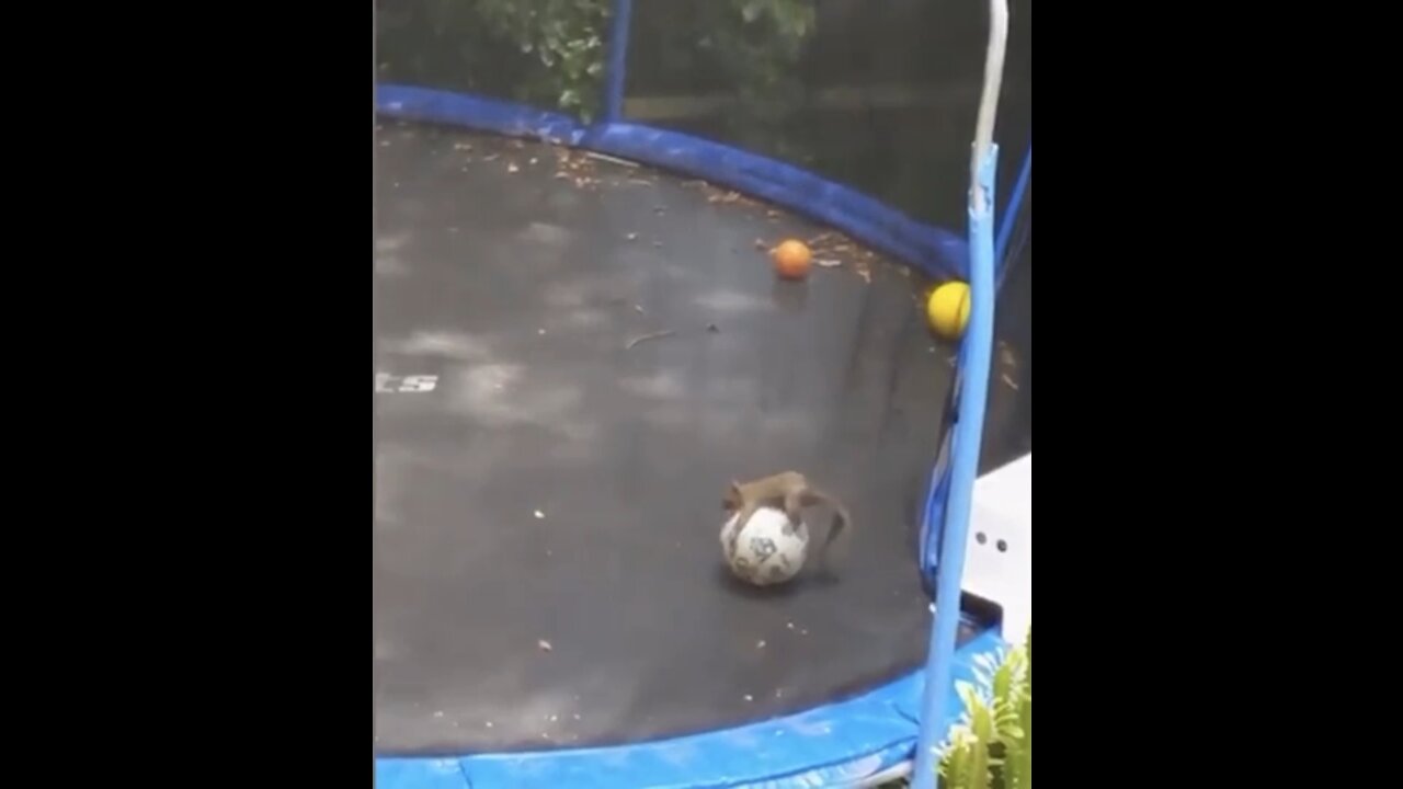 MUST WATCH**SQUIRREL PLAYS FOOTBALL ON TRAMPOLINE!!!