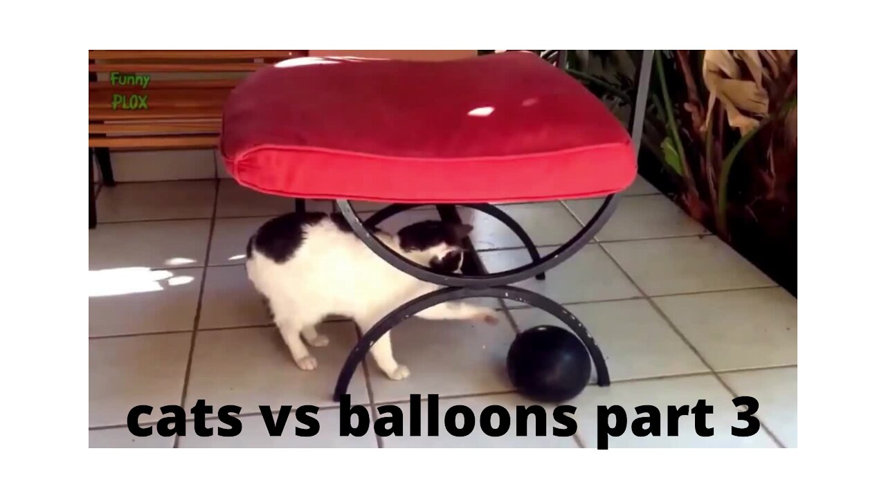 Cats vs balloons 2021 pt3