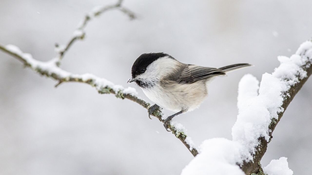 Snowfalls On Window - Relaxing Piano Music, Sleeping Music, Peaceful Music