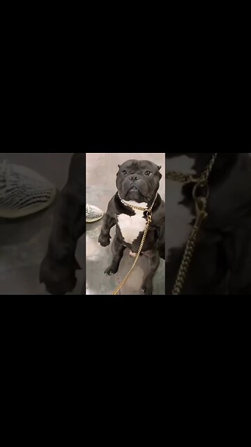 The dog wanted a hi 5 😀😀😀 #shorts #dog #viral #shortvideo #subscribe #reels #funny #lol #dogs