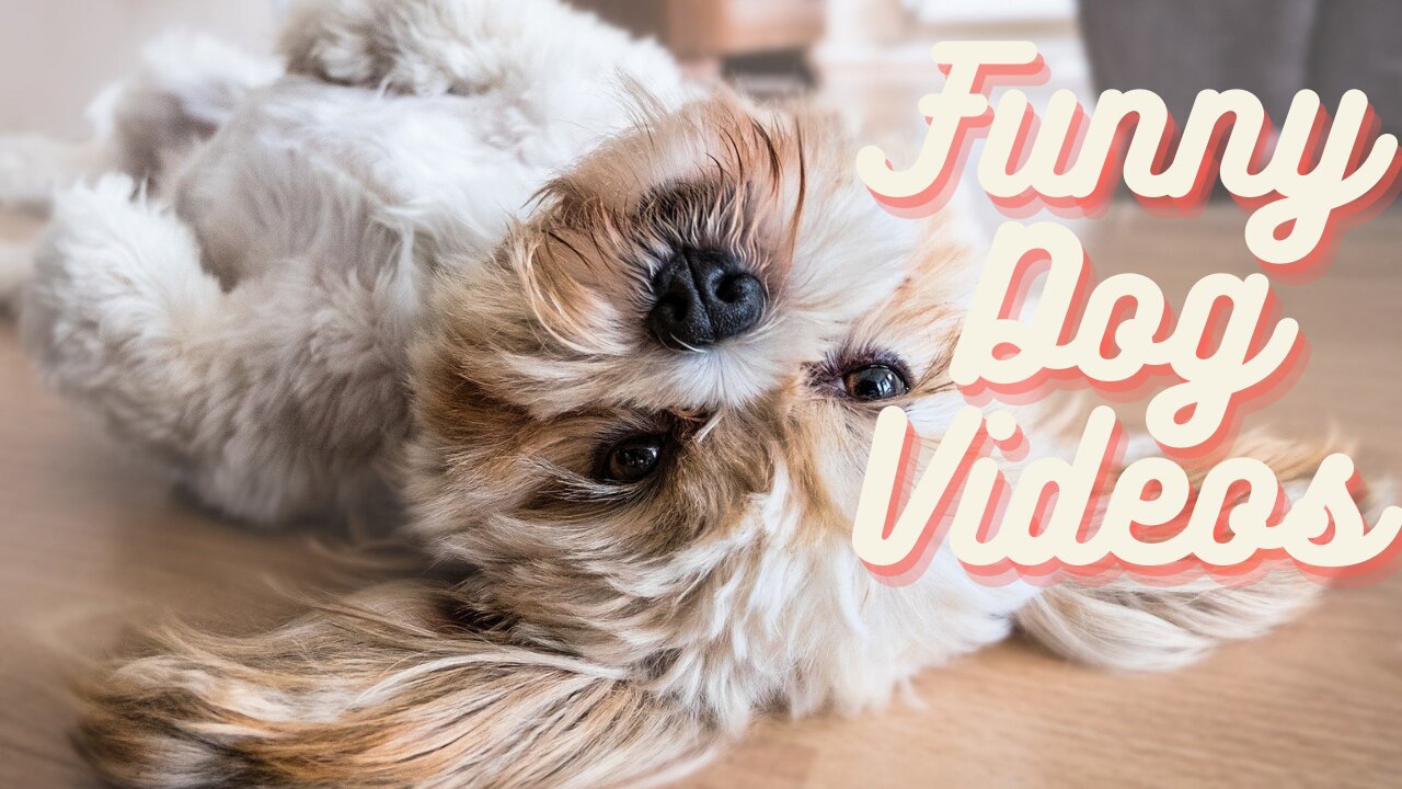 How Does a Dog Face the Mirror: Funny Dog Videos