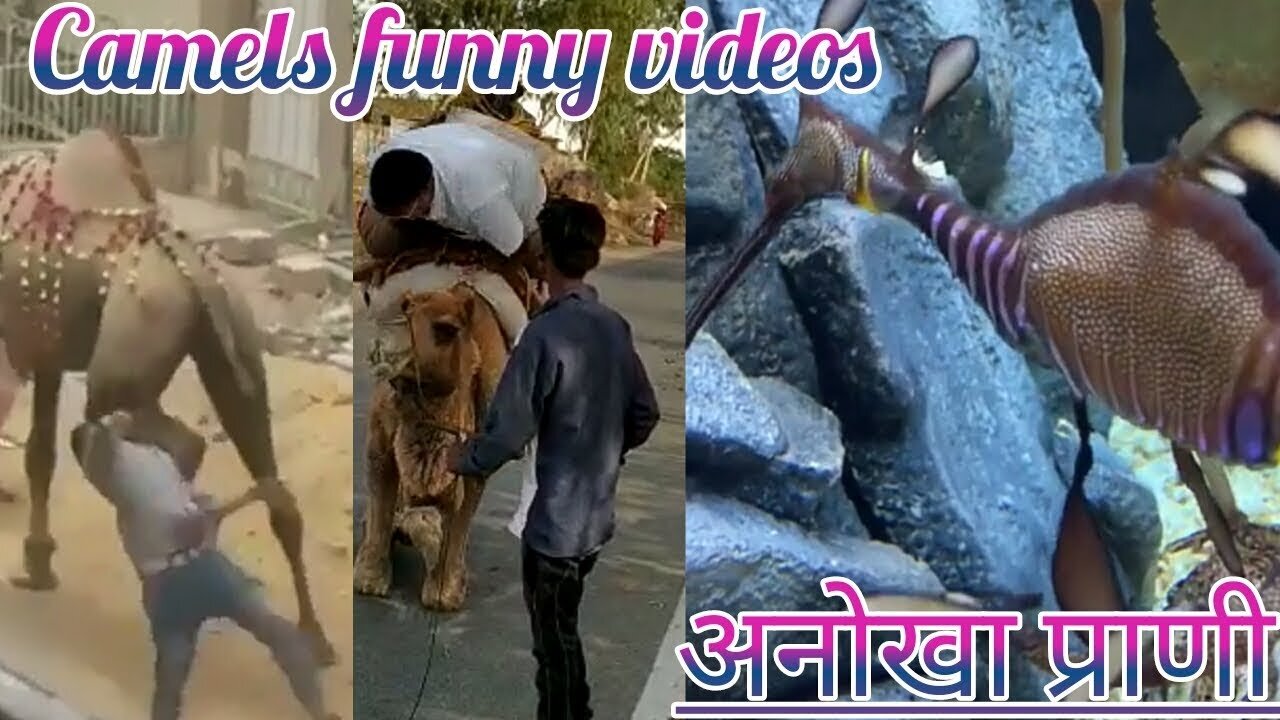 camels funny videos - camels - mysterious animal - Anokhe janwar - just fun channel number 1