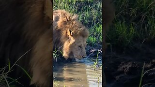 Thirsty Lion #shorts | #ShortsAfrica