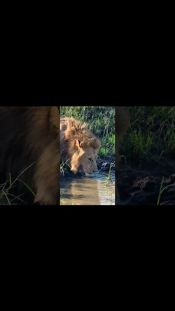 Thirsty Lion #shorts | #ShortsAfrica