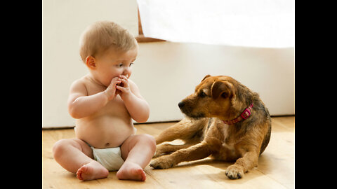 Puppy playing babies