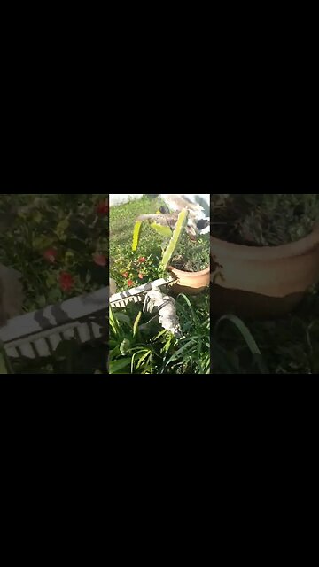 Cracking the Code: Unveiling the Secrets to Score Free Eggs