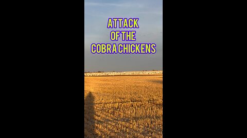 Attack of the cobra chickens