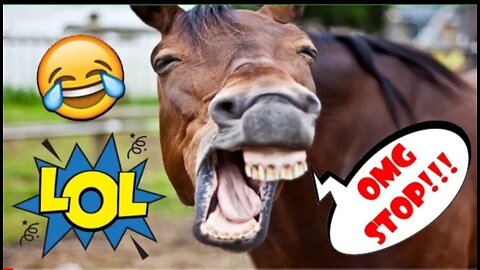 TOP 50 MOST FUNNY ANIMAL VIDEO!!! - TRY NOT TO LAUGH CHALLENGE