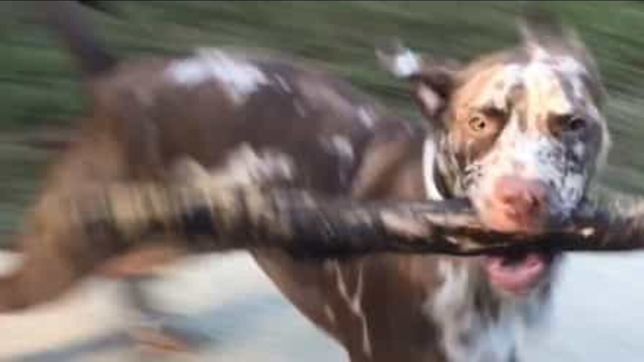 Dog is obsessed with massive sticks