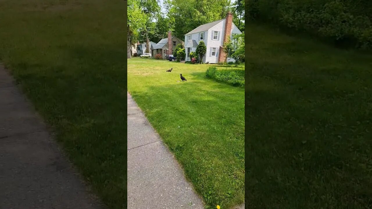 #Vultures Take Over the Neighborhood #BirdsOfPrey