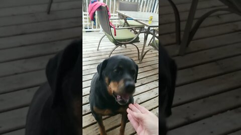 Hand Feeding Rottweiler Steak 😄💖 #rottweiler #shorts