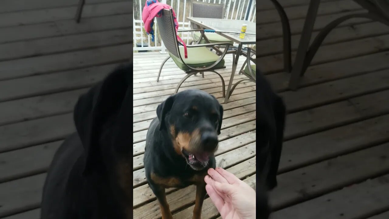 Hand Feeding Rottweiler Steak 😄💖 #rottweiler #shorts