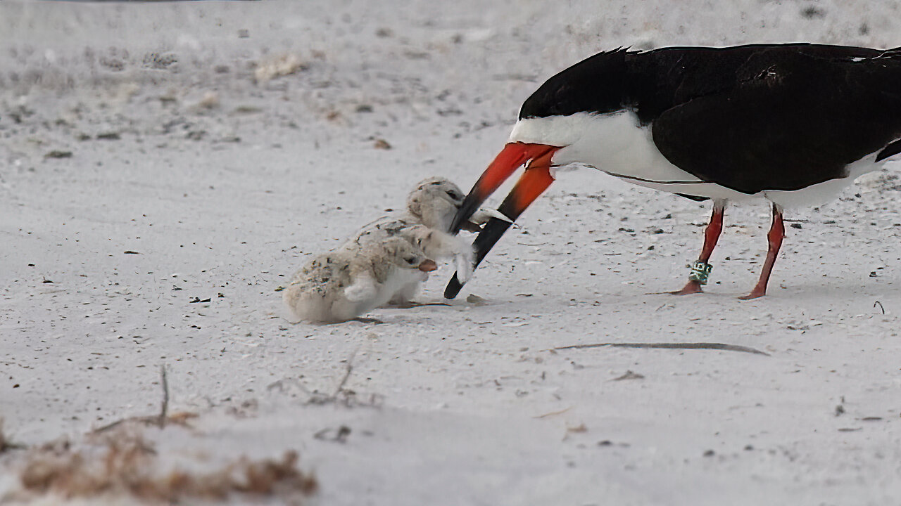 Black Skimmer 9K Feeds a Baby