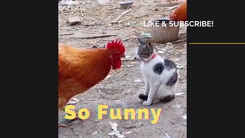 So Funny | Cat Video | Cute Pet | BC Proma