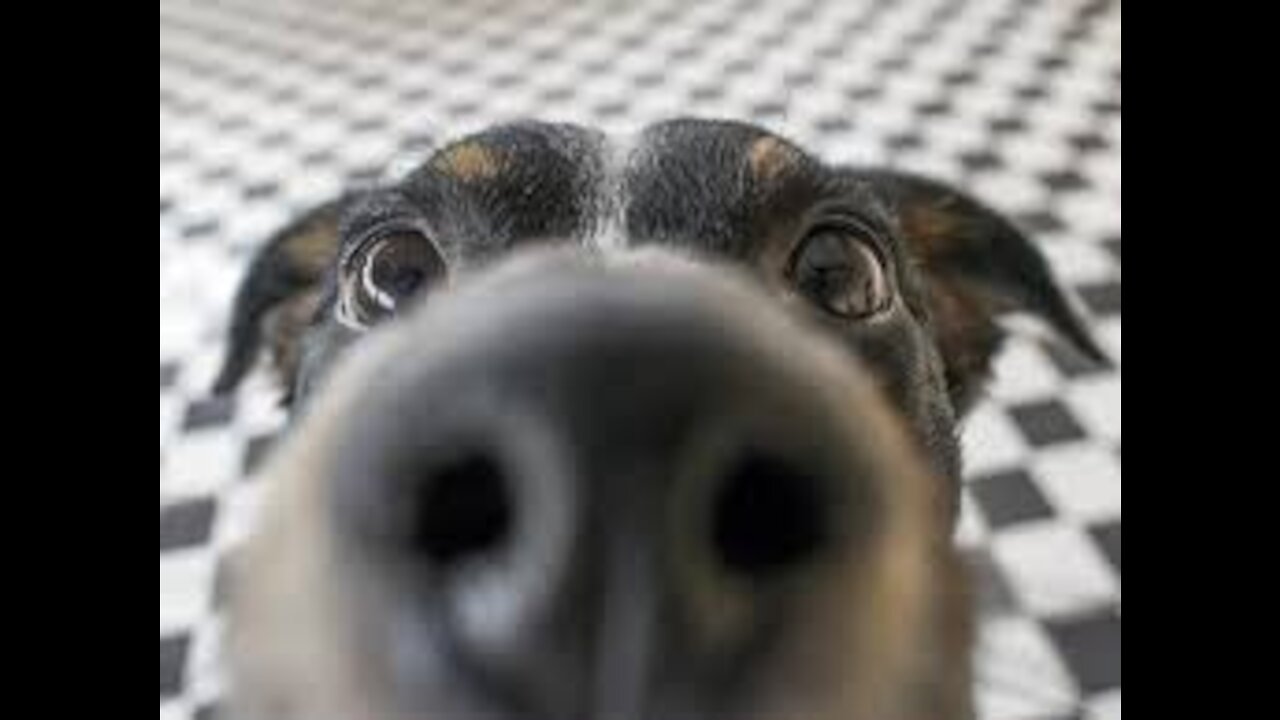 Top Funny DOGS Videos