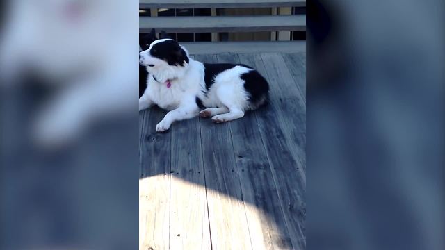 Caring Cat Gives Dog Buddy A Massage