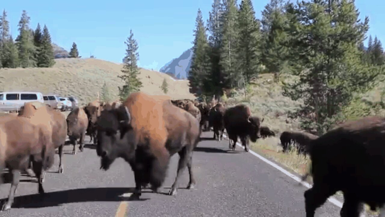 A flock of bison prevents people from crossing with their car