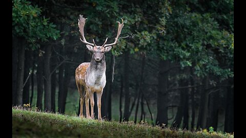 "Harmony of the Wild: Exploring Nature's Untamed Wonders"